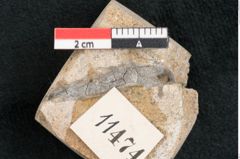 Foto (Detailansicht) von Fagus pyrrhae Unger (NHMW-GEO-2024-0188-11474)